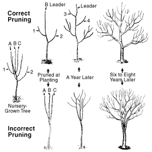 pruning.jpeg