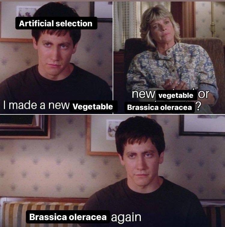 Donnie Darko meme. Panel 1: Donnie as natural selection says I made a new vegetable. Panel 2: Therapist replies New vegetable or brassica oleracea? Panel 3: Donnie replies brassica oleracea again.